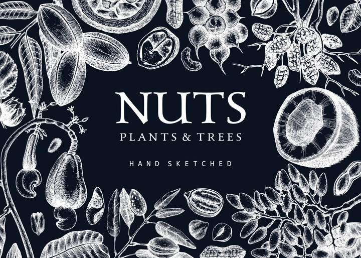 Vector nuts background on chalkboard. Vintage nuts sketched banner. Healthy food backdrop with branches, plants, nutshells hand-drawings. Realistic botanical illustrations for packaging design